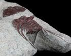 Red Leonaspis Trilobite - Hmar Laghdad, Morocco #47331-3